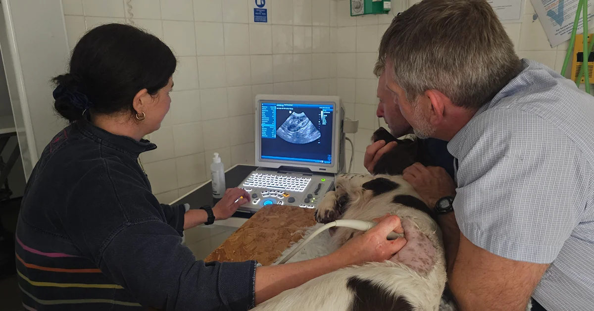 Bard Vets Dumfries evening training session