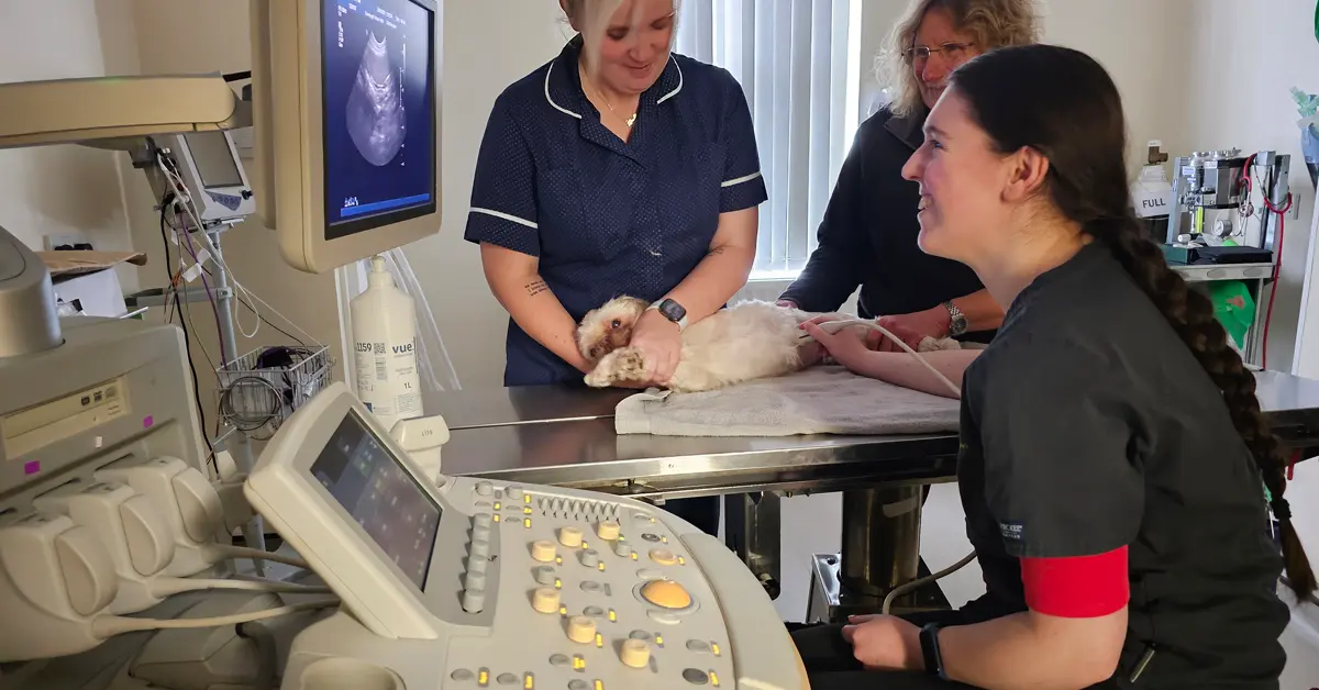 Connaught House Vets Kingswinford Ultrasound Scanner Training