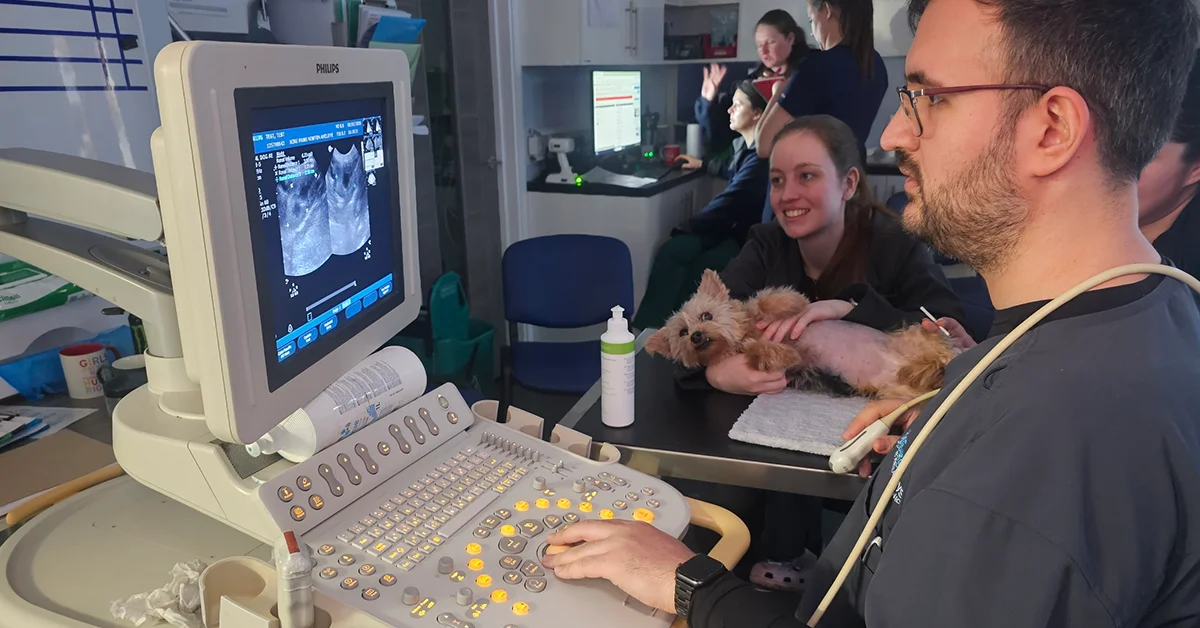 Sore Paws in Winlaton and Newton Aycliffe training session