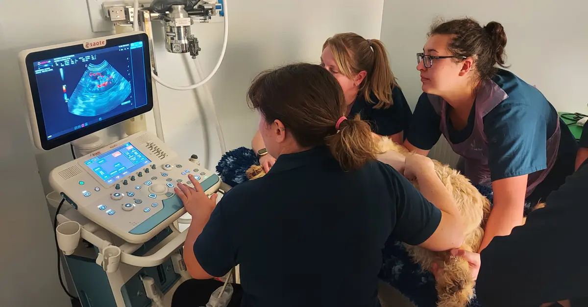 Vets4Pets Sutton in Ashfield Ultrasound Scanner Training